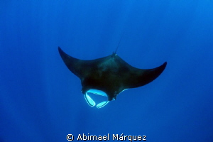 Manta by Abimael Márquez 